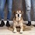Professionelles Hunde und Tiershooting © Foto Flück – Fotograf und Fotostudio Sinzig