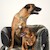 Professionelles Hundeshooting © Foto Flück – Fotograf und Fotostudio Sinzig