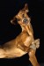 Professionelles Tier und Hunde Shooting © Foto Flück – Fotograf und Fotostudio Sinzig